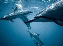 半岛体育官网-约翰逊19+14+7布朗21+7 老鹰胜绿军豪取四连胜